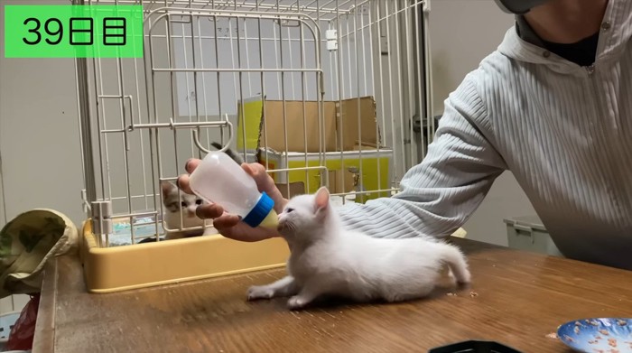 哺乳瓶でミルクを飲む子猫