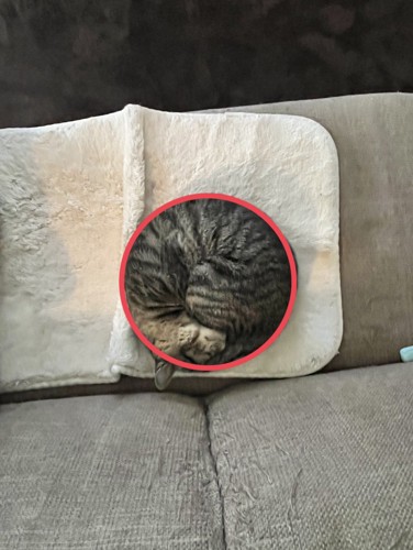 赤い円で囲まれた猫