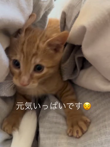 布団の間にいる子猫