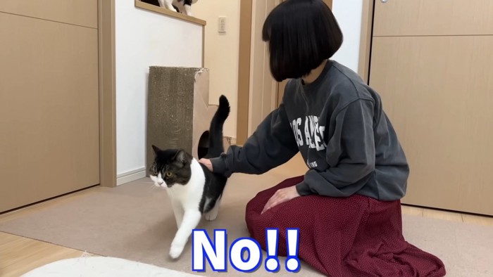 背中をなでられる猫