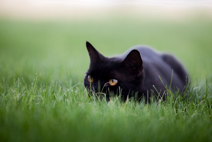 狙っている猫