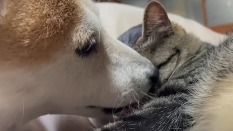 猫をなめている犬