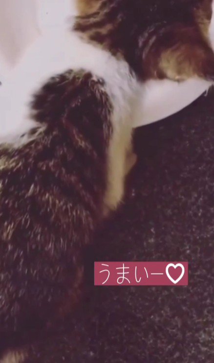 ごはんを食べる子猫