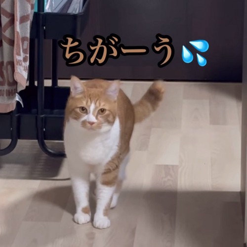 カメラに向かって立っている猫