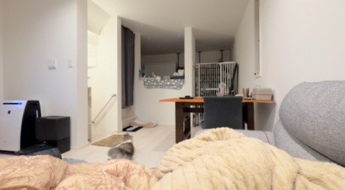 通路に座る猫