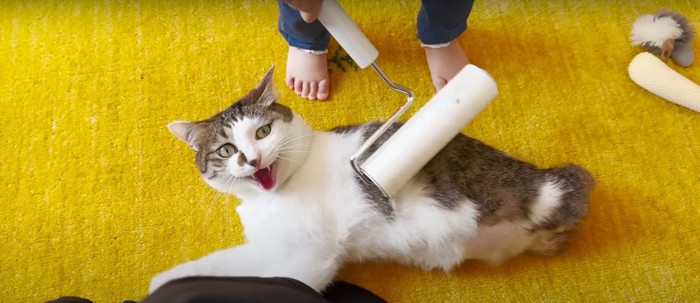 鳴いている猫
