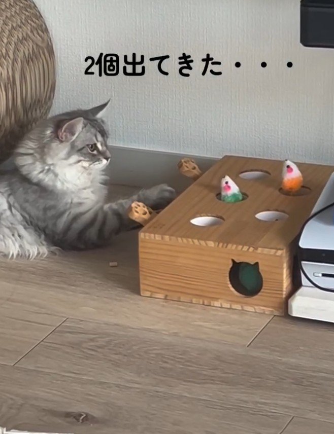 「2個でてきた」と書かれた写真