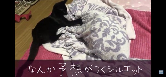 布の下に隠れる猫