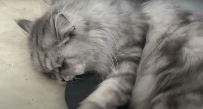 マットにじゃれつく猫