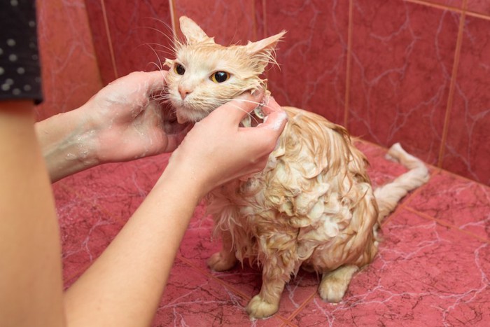 お風呂場でシャンプー中の猫