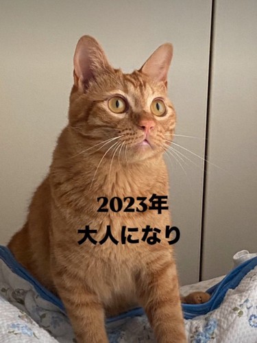 ぽってりとした体の猫