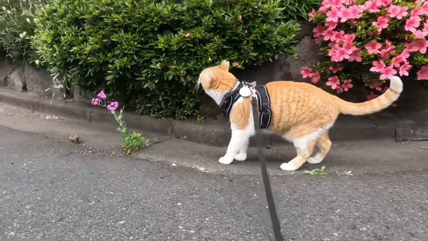 生垣の匂いを嗅ぐ猫