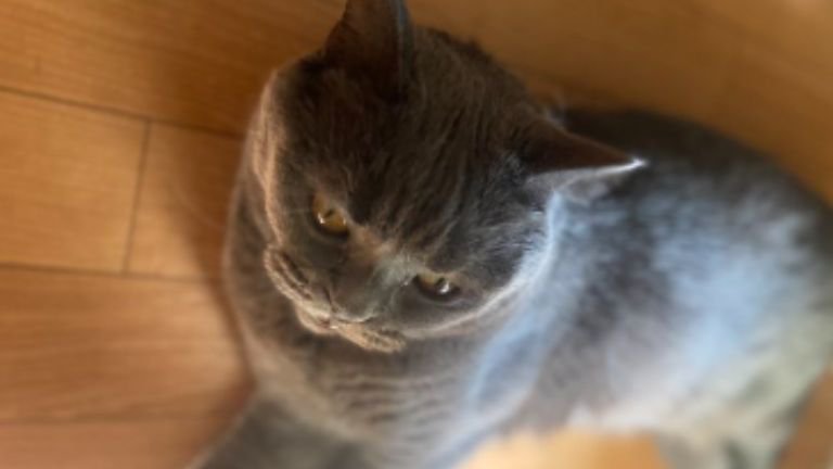 室内にいる猫