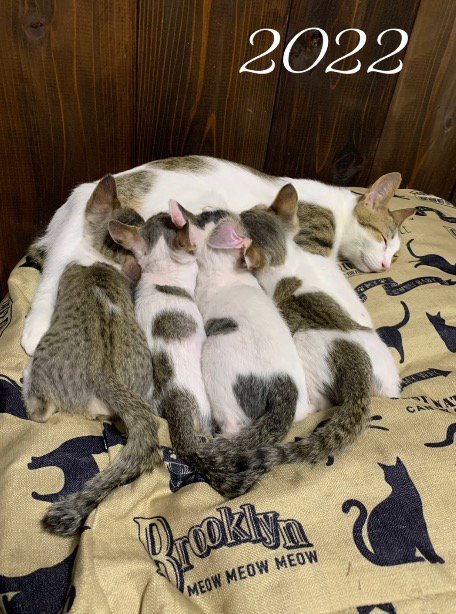 母猫のお腹に顔を埋めて横一列にならぶ4頭の子猫