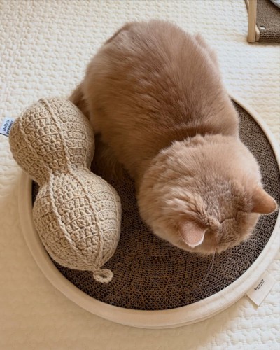 ぬいぐるみの隣に座る猫