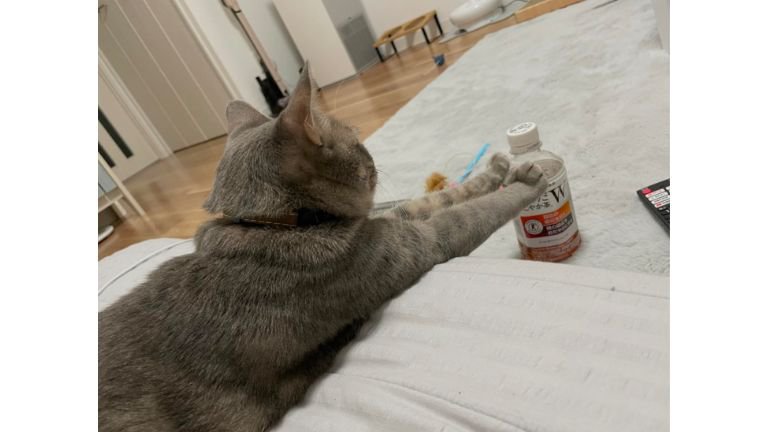 くつろいでいた猫