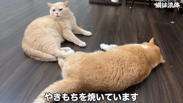 寝そべる猫と鳴いている猫