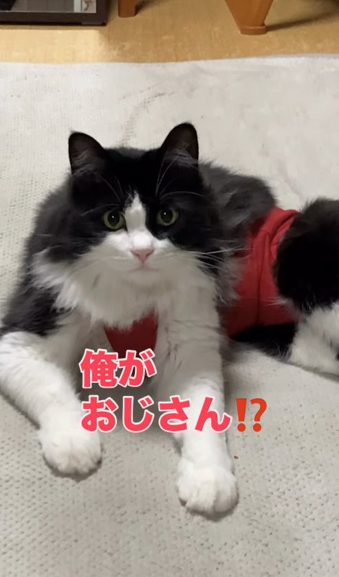 伏せをしたカメラ目線の猫