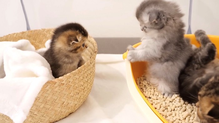 トイレに入ってくるのを拒む子猫