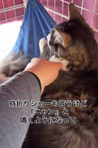 撫でられる猫