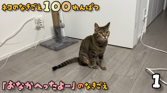 おなかへったよーの文字と猫