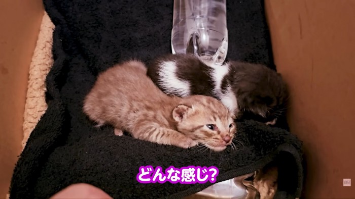 テロップ「どんな感じ?」