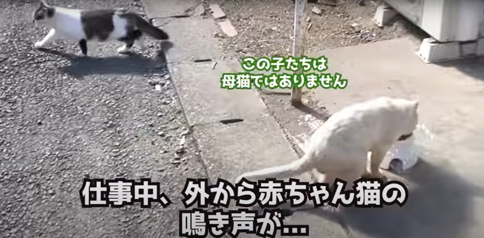 複数の猫