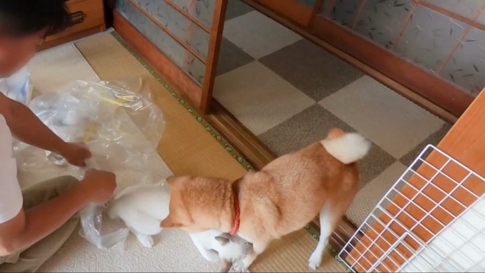 密着する猫と犬