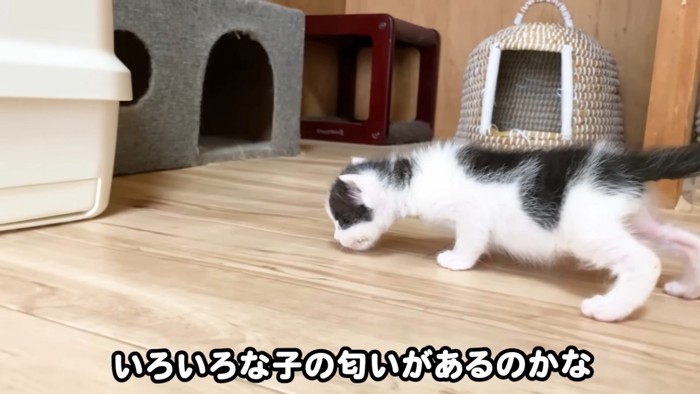 念入りににおいを嗅ぐ子猫