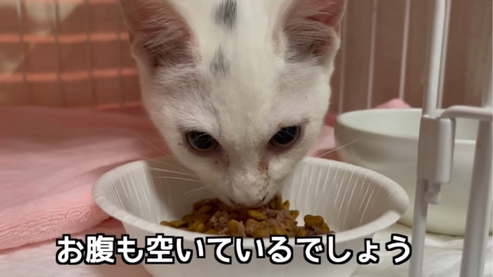 ご飯を食べる猫