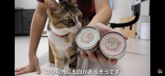 缶詰めが気になる猫