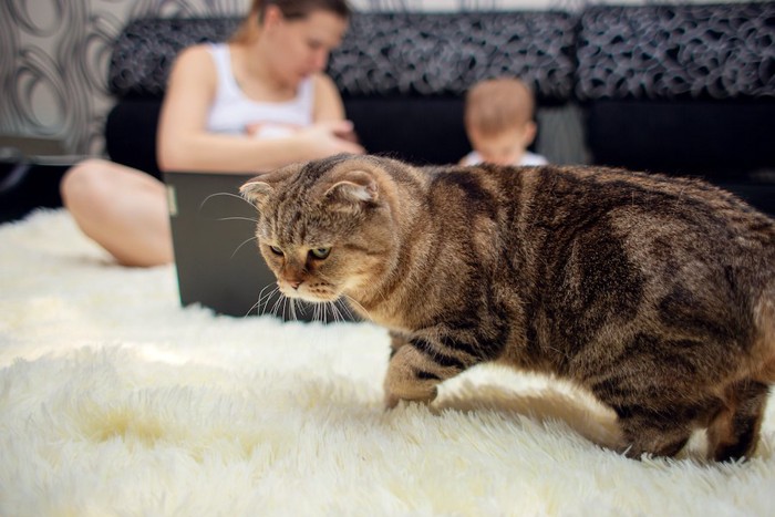 赤ちゃんの世話をする飼い主と不機嫌そうな猫