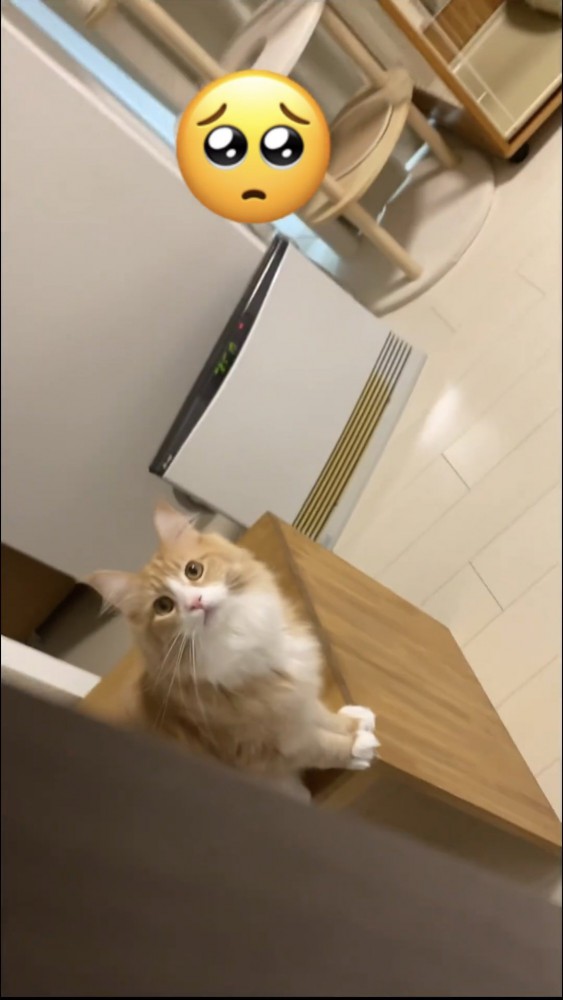 ドアの向こうで待つ猫