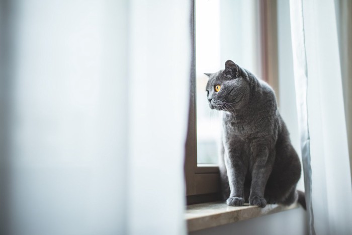 窓辺の猫