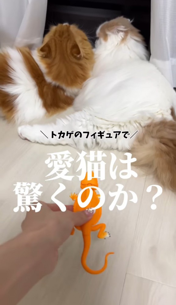 窓辺の2匹の猫