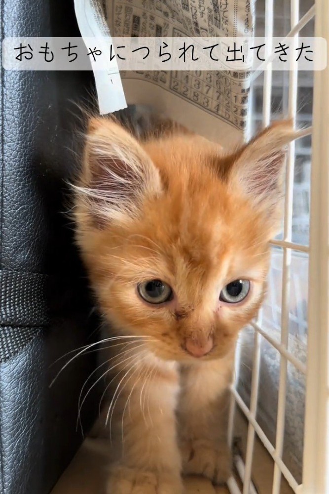 狭いところを歩く子猫