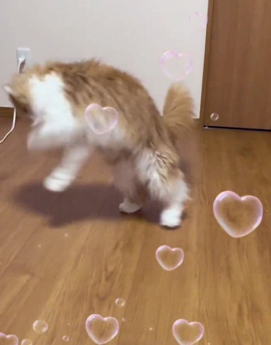 立ち上がる猫