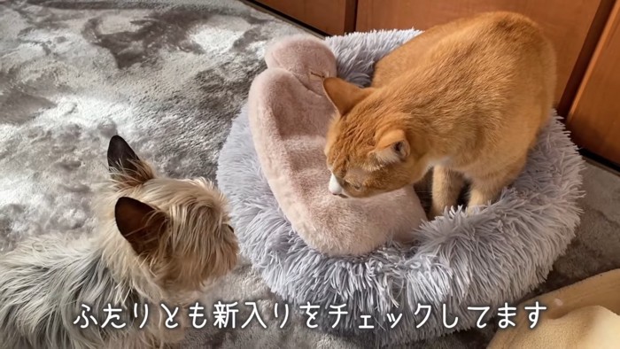 ピンク色の湯たんぽのにおいを嗅ぐ猫