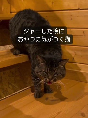 威嚇する猫