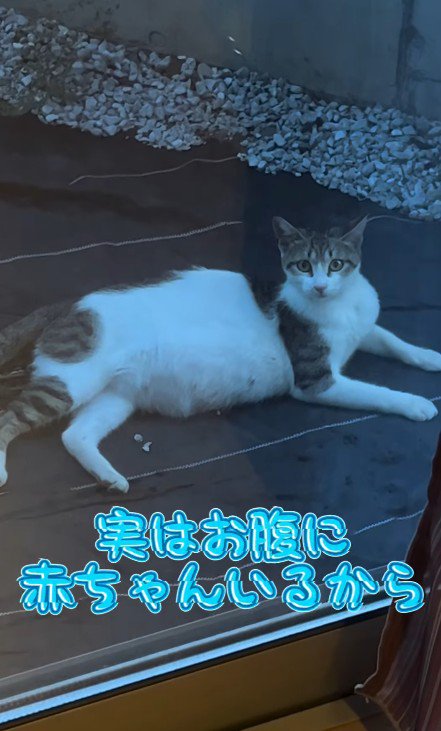 お腹の大きな猫
