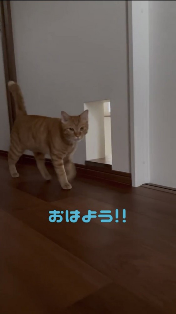 廊下を歩く猫