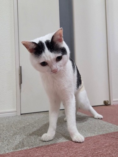 トイレ前で立つ猫