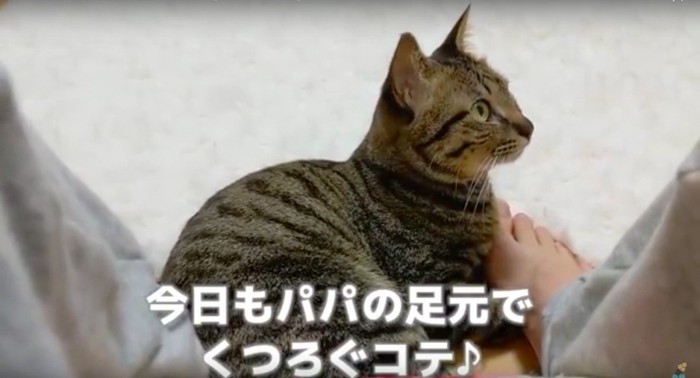 足元でくつろぐ猫