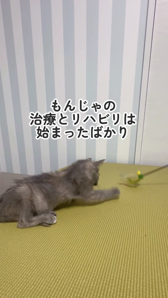 おもちゃで遊ぶ猫