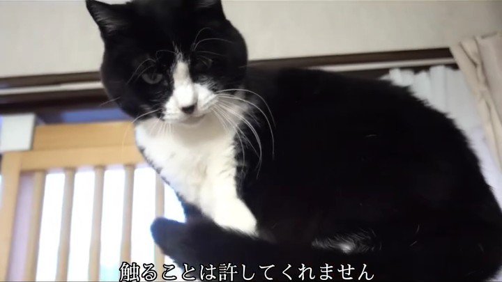 座って見下ろす猫