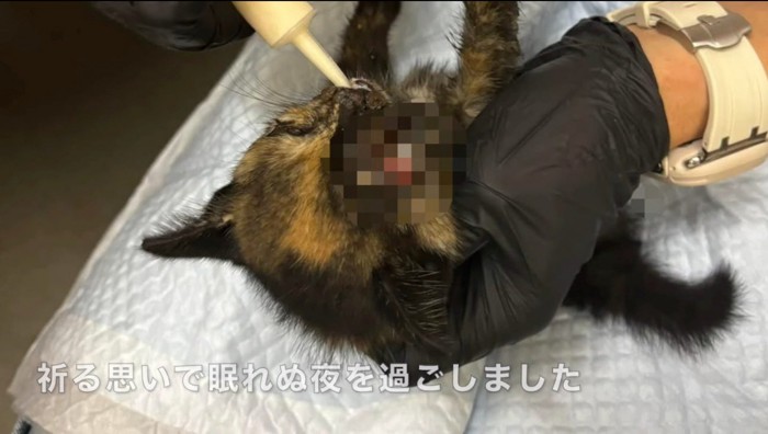 シリンジでミルクを飲まされる子猫