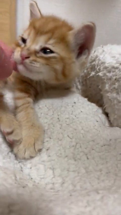 顔をなでられる子猫
