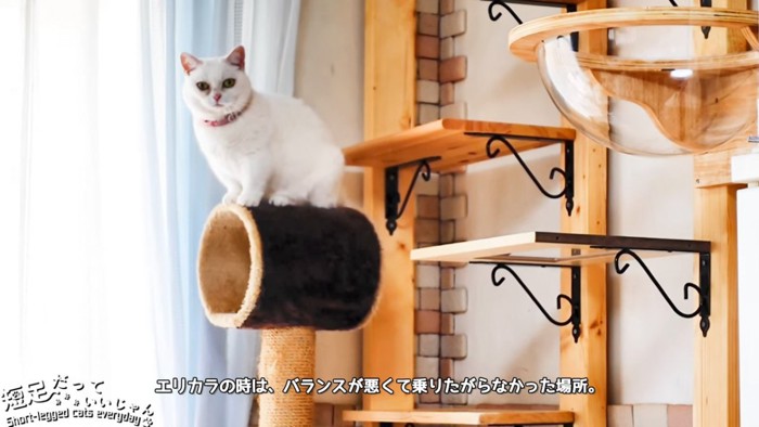 トンネルの上に座る猫