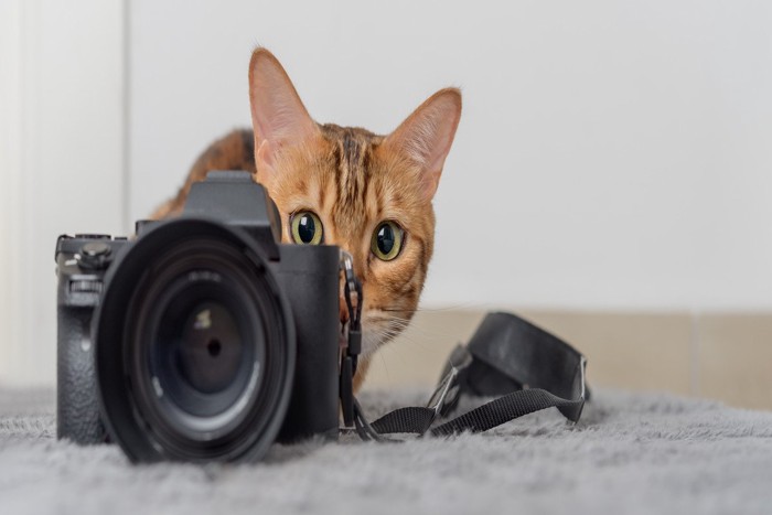 カメラの後ろから除く茶猫