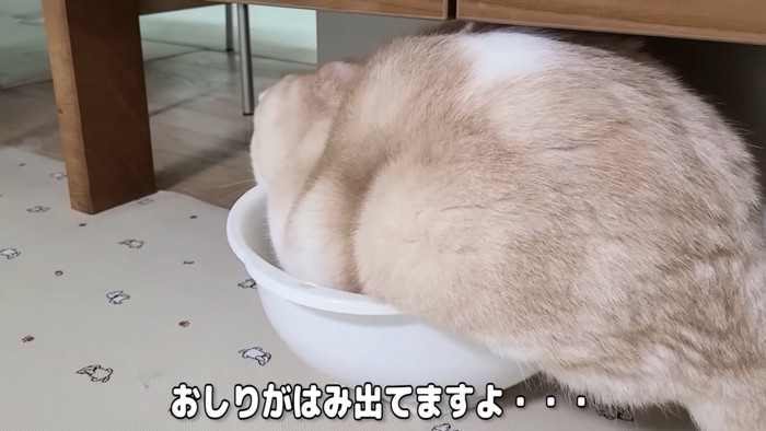 ボウルからはみ出てる猫